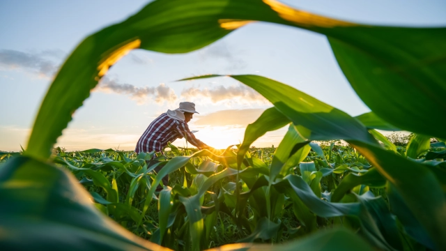 Campo de produção como da SLC Agrícola