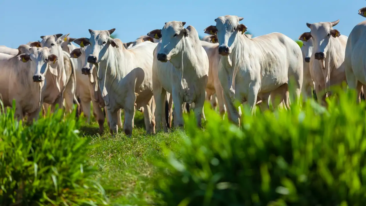 MBRF terá queda de Ebitda em todas divisões no 1º trimestre