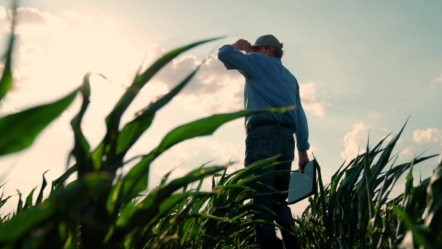 Boa Safra: produção no campo